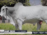 Lote 106