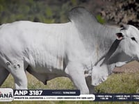 Lote 107