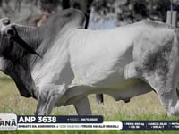 Lote 109