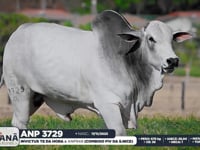 Lote 117