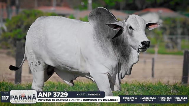 Lote 117