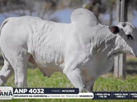 Lote 119