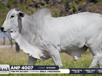 Lote 126