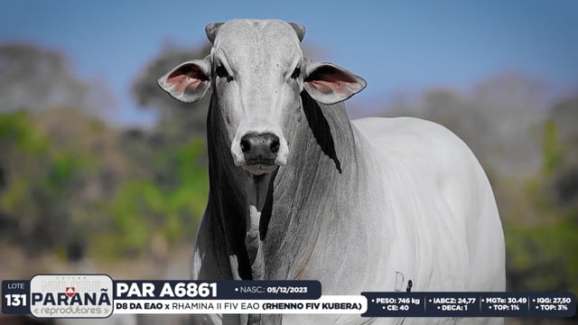 Lote 131