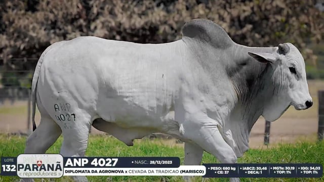 Lote 132