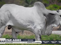 Lote 133