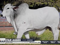 Lote 136