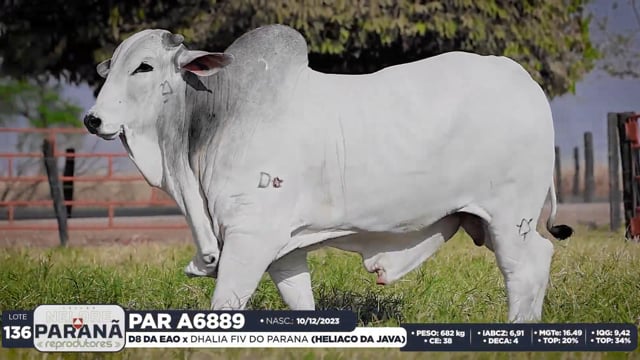 Lote 136