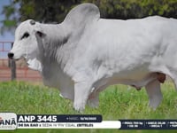 Lote 137