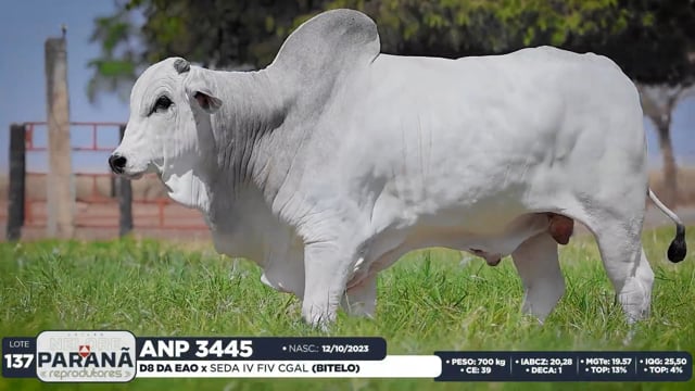 Lote 137