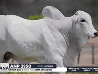 Lote 138