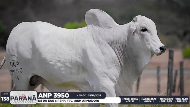 Lote 138