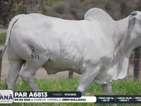 Lote 139