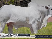 Lote 140