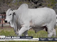 Lote 141