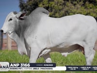 Lote 144