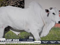 Lote 145