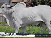 Lote 146