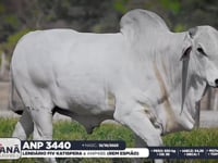 Lote 151