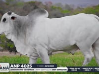 Lote 153