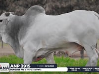 Lote 154