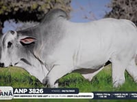 Lote 155