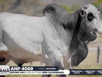 Lote 156
