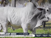Lote 157