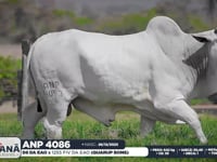 Lote 162