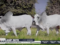 Lote 163