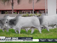 Lote 166