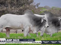 Lote 167