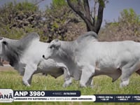 Lote 169