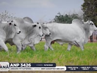 Lote 171