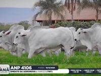 Lote 172