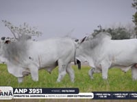 Lote 173