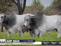 Lote 174