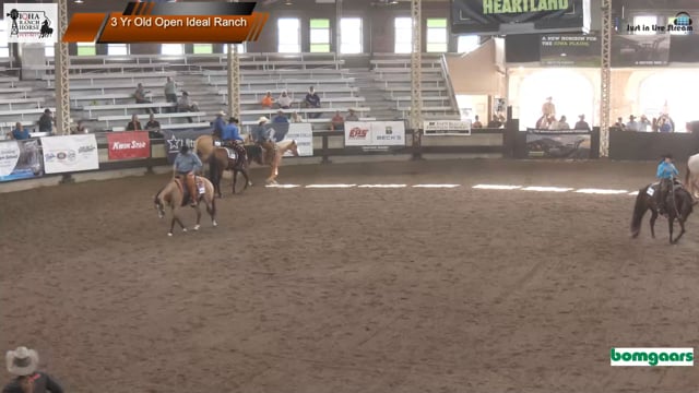 #3 Yr Old Open Ideal Ranch
