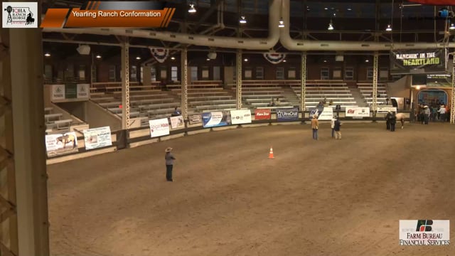 Yearling Ranch Conformation 2