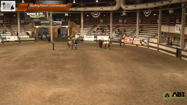 Yearling Ranch Conformation 3