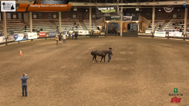 Yearling Ranch Conformation