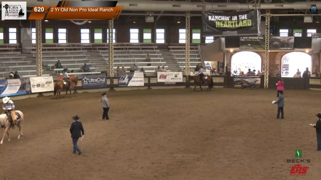#2 Yr Old Non Pro Ideal Ranch (2)