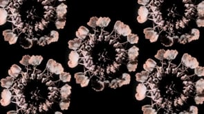 ClioImage_Web