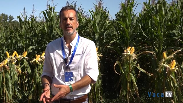 Demostración de las novedades de Syngenta para la campaña de maíz
