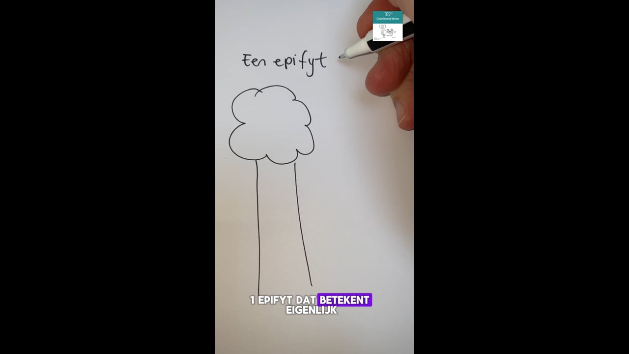 Epifyt (een/ de)