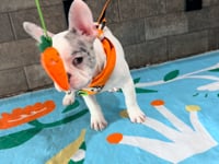 Colby | Blue Merle Pied French Bulldog Male