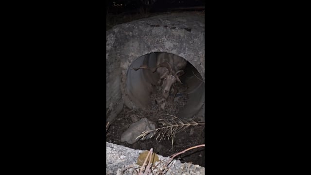 Άρτα: Τράγος με δεμένο πόδι και κέρατα 23-9-2025