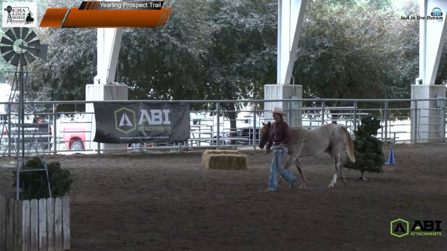 #944 Tiffany Ackerson