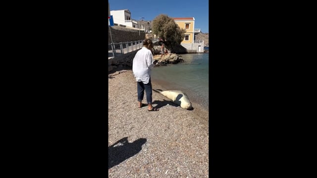 Σύμη: Φώκια ξεκουράζεται στο Νημποριό και οι τουρίστες δεν την αφήνουν στην ησυχία της