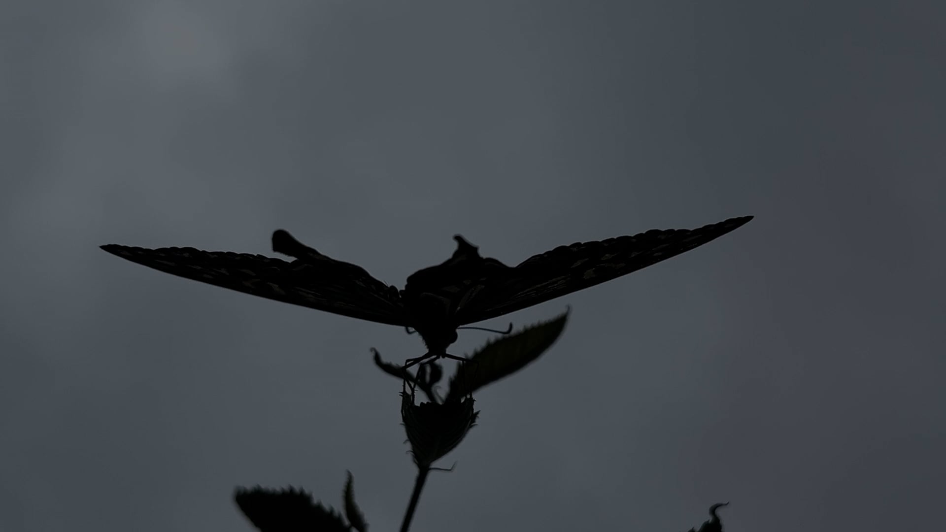 2nd Sky -Collective Dream by Eva Petrič